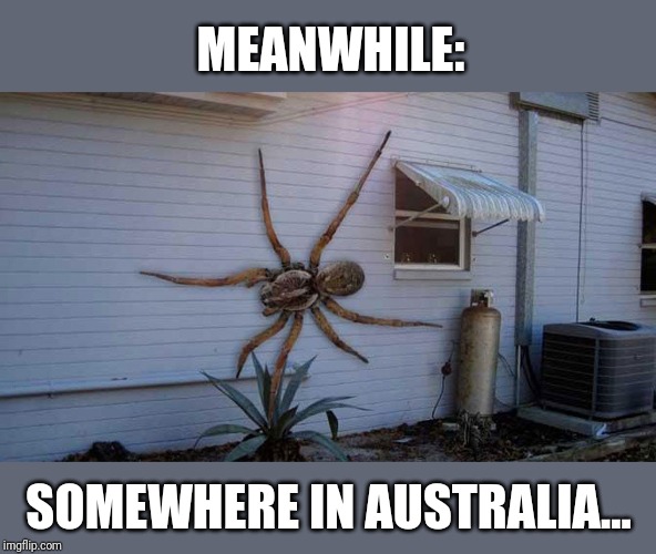 MEANWHILE: SOMEWHERE IN AUSTRALIA... | made w/ Imgflip meme maker
