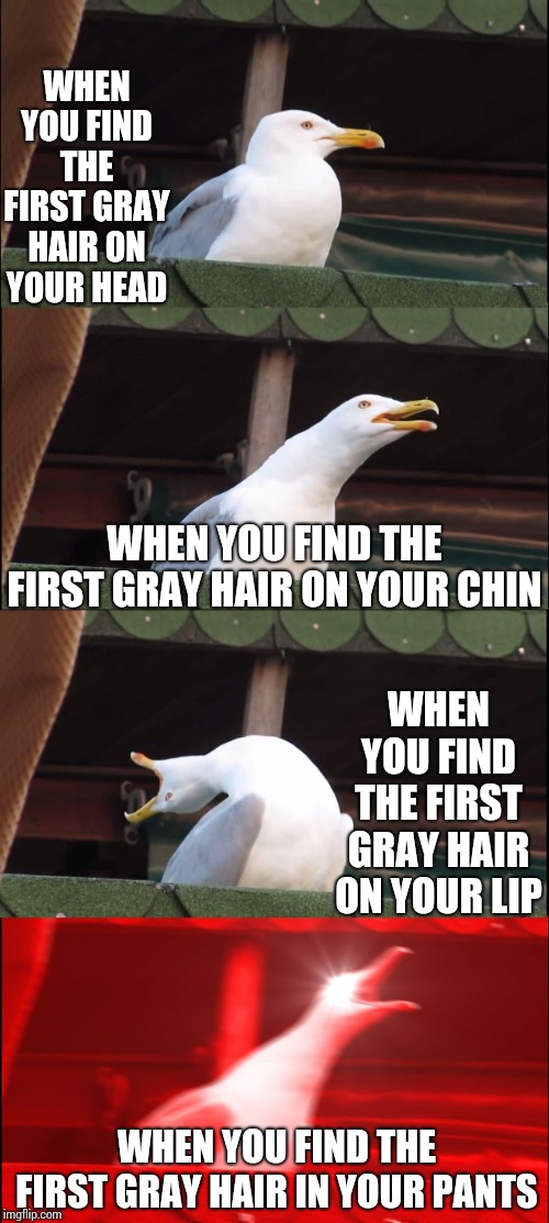 Gray Hair Grey Hare | WHEN YOU FIND THE FIRST GRAY HAIR ON YOUR HEAD; WHEN YOU FIND THE FIRST GRAY HAIR ON YOUR CHIN; WHEN YOU FIND THE FIRST GRAY HAIR ON YOUR LIP; WHEN YOU FIND THE FIRST GRAY HAIR IN YOUR PANTS | image tagged in memes,inhaling seagull,gray,growing older,and everybody loses their minds,suck it up | made w/ Imgflip meme maker