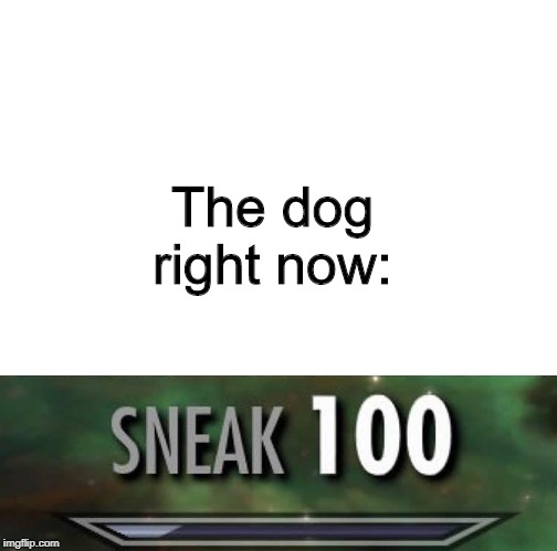 Sneak 100 | The dog right now: | image tagged in sneak 100 | made w/ Imgflip meme maker