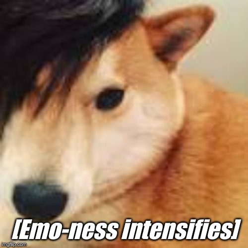 Emo Shibe | [Emo-ness intensifies] | image tagged in why are u reading this stop it,really just stop,why,are u still reading these,if ur still reading this then thank u ur a true fa | made w/ Imgflip meme maker