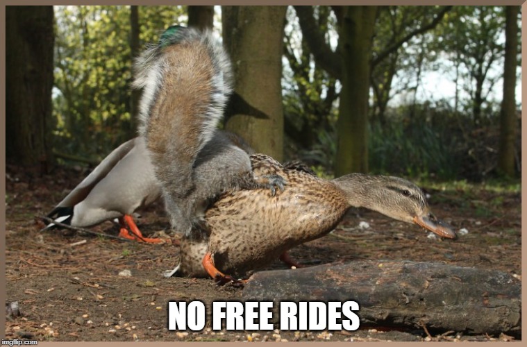 THE SQUIRREL WANTS A LIFT TO THE TOP OF THE TREE | NO FREE RIDES | image tagged in ducks,squirrel | made w/ Imgflip meme maker