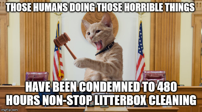 Judge Kitty | THOSE HUMANS DOING THOSE HORRIBLE THINGS HAVE BEEN CONDEMNED TO 480 HOURS NON-STOP LITTERBOX CLEANING | image tagged in judge kitty | made w/ Imgflip meme maker