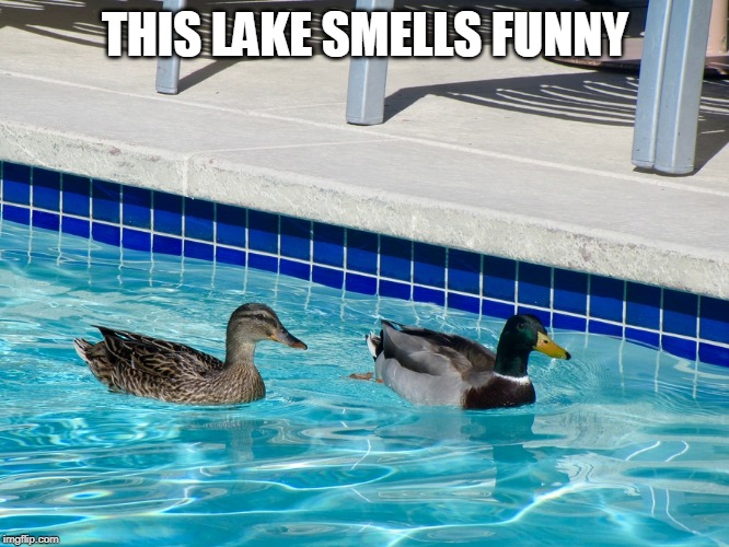 THIS LAKE SMELLS FUNNY | image tagged in ducks,pool | made w/ Imgflip meme maker