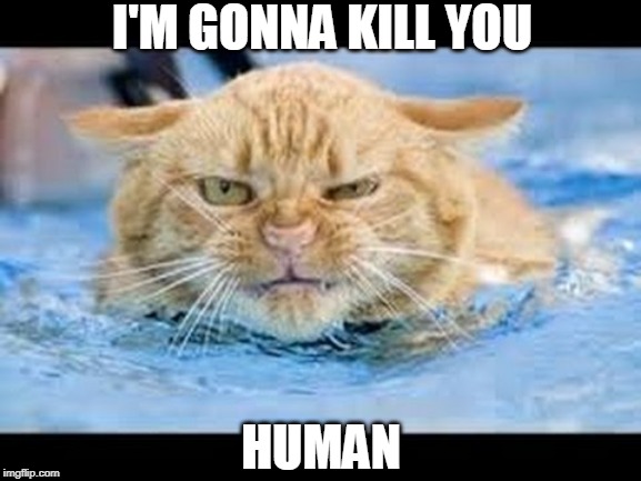 KITTY HATES THE WATER | I'M GONNA KILL YOU; HUMAN | image tagged in cats,funny cats | made w/ Imgflip meme maker