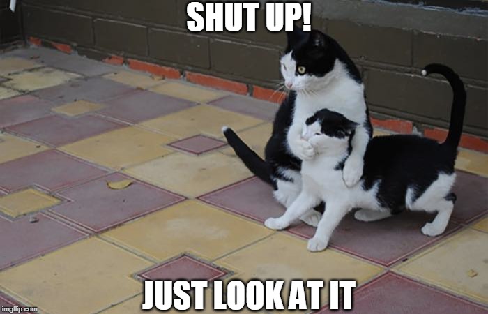 SHUT UP! JUST LOOK AT IT | image tagged in cats,funny cats,shut up | made w/ Imgflip meme maker