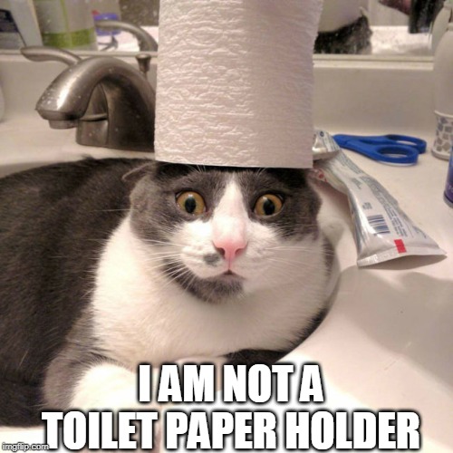 HE LIKES IT | I AM NOT A TOILET PAPER HOLDER | image tagged in cats,funny cats | made w/ Imgflip meme maker