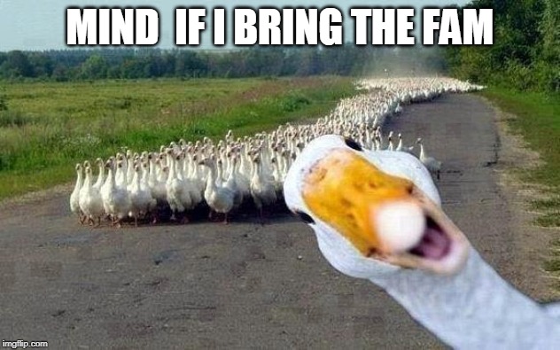 GOOSE | MIND  IF I BRING THE FAM | image tagged in goose | made w/ Imgflip meme maker