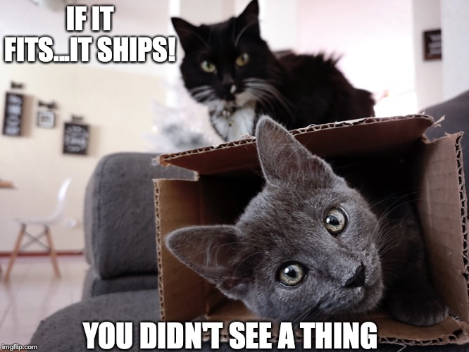 Should you be shipping that? | IF IT FITS...IT SHIPS! YOU DIDN'T SEE A THING | image tagged in cats,box,funny meme,humor,cute animals | made w/ Imgflip meme maker