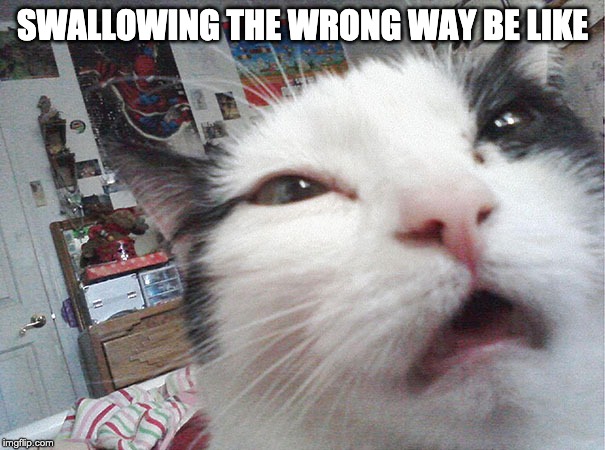 Wrong Way | SWALLOWING THE WRONG WAY BE LIKE | image tagged in cats | made w/ Imgflip meme maker