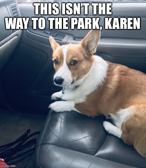 Suspicious Dog In Car | THIS ISN’T THE WAY TO THE PARK, KAREN | image tagged in suspicious dog in car | made w/ Imgflip meme maker