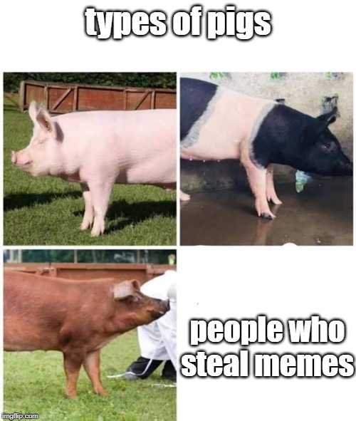 memes thieves | types of pigs; people who steal memes | image tagged in fun,memes thieves,funny memes,memes,funny | made w/ Imgflip meme maker