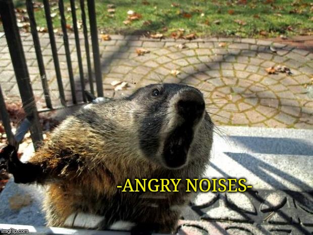 Angry Groundhog | -ANGRY NOISES- | image tagged in angry groundhog | made w/ Imgflip meme maker