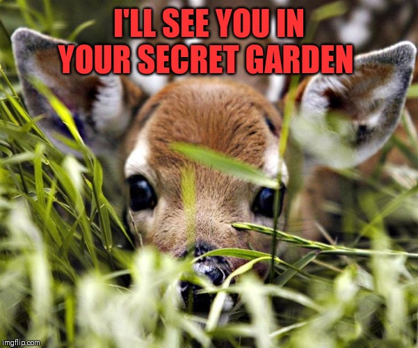 Timid deer | I'LL SEE YOU IN YOUR SECRET GARDEN | image tagged in timid deer | made w/ Imgflip meme maker