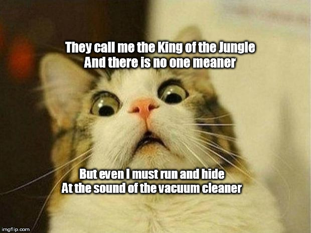 Scared Cat | They call me the King of the Jungle
And there is no one meaner; But even I must run and hide
At the sound of the vacuum cleaner | image tagged in memes,scared cat | made w/ Imgflip meme maker