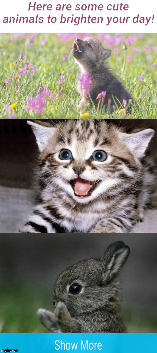 Uber Cute Cat | Here are some cute animals to brighten your day! | image tagged in uber cute cat | made w/ Imgflip meme maker