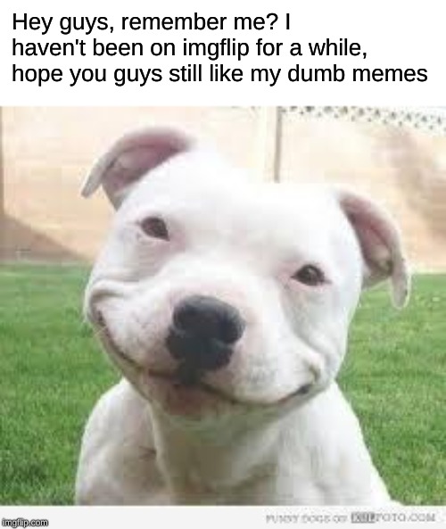 I'm making a comeback, baby | Hey guys, remember me? I haven't been on imgflip for a while, hope you guys still like my dumb memes | image tagged in happy friday puppy,memes,dogs,imgflip | made w/ Imgflip meme maker