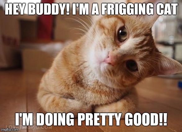 Curious Question Cat | HEY BUDDY! I'M A FRIGGING CAT I'M DOING PRETTY GOOD!! | image tagged in curious question cat | made w/ Imgflip meme maker