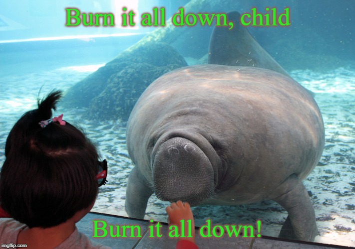manatee & child | Burn it all down, child; Burn it all down! | image tagged in manatee  child | made w/ Imgflip meme maker