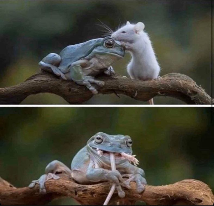 Frog and mouse Blank Meme Template