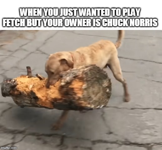  WHEN YOU JUST WANTED TO PLAY FETCH BUT YOUR OWNER IS CHUCK NORRIS | image tagged in fetch,dog,chuck norris | made w/ Imgflip meme maker