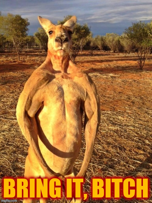 Buff Kangaroo | BRING IT, B**CH | image tagged in buff kangaroo | made w/ Imgflip meme maker