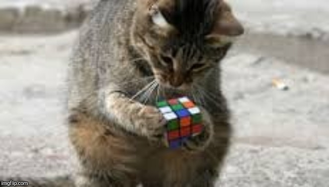 Cat Rubiks Cube | image tagged in cat rubiks cube | made w/ Imgflip meme maker