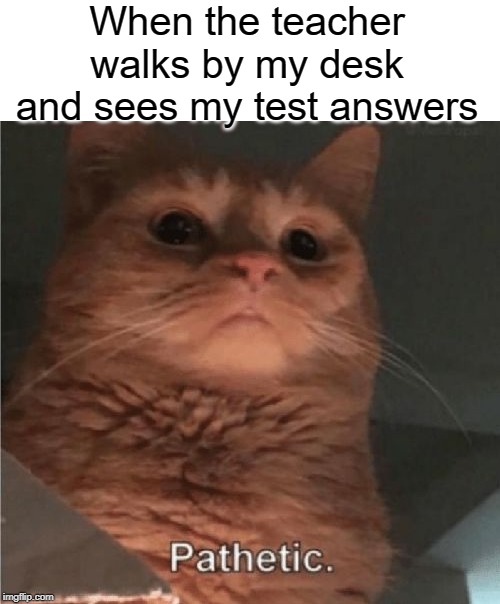 Pathetic answers | When the teacher walks by my desk and sees my test answers | image tagged in pathetic cat,funny,memes,test,teacher,answers | made w/ Imgflip meme maker