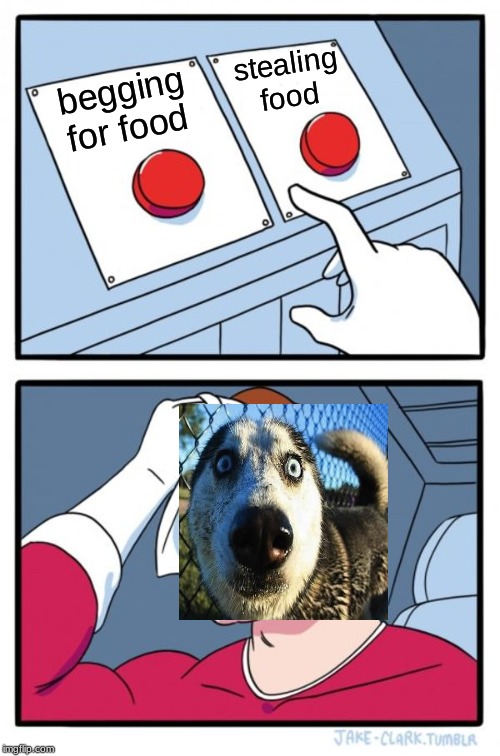Two Buttons Meme | stealing food; begging for food | image tagged in memes,two buttons | made w/ Imgflip meme maker
