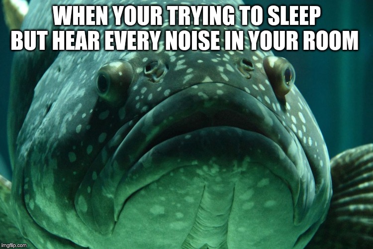 me | WHEN YOUR TRYING TO SLEEP BUT HEAR EVERY NOISE IN YOUR ROOM | image tagged in memes,funny memes,fish,sleep,sleeping | made w/ Imgflip meme maker