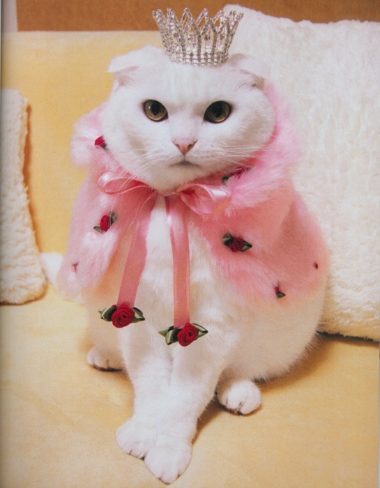 High Quality Princess Cat Blank Meme Template