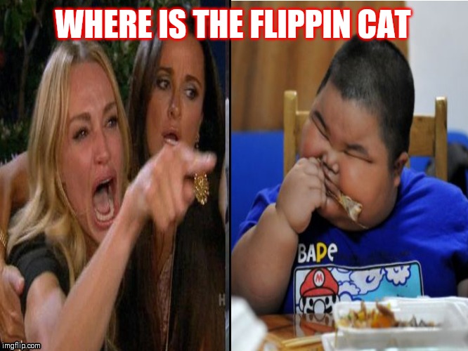 Cat memw | WHERE IS THE FLIPPIN CAT | image tagged in funny | made w/ Imgflip meme maker