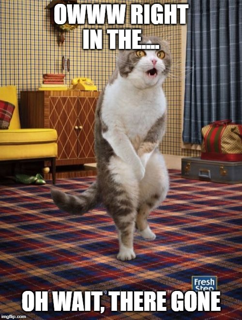 Gotta Go Cat |  OWWW RIGHT IN THE.... OH WAIT, THERE GONE | image tagged in memes,gotta go cat | made w/ Imgflip meme maker