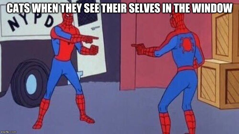 spiderman pointing at spiderman | CATS WHEN THEY SEE THEIR SELVES IN THE WINDOW | image tagged in spiderman pointing at spiderman | made w/ Imgflip meme maker