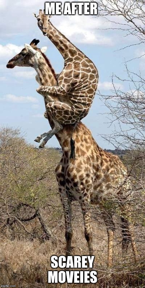 Funny Giraffe | ME AFTER; SCAREY MOVEIES | image tagged in funny giraffe | made w/ Imgflip meme maker