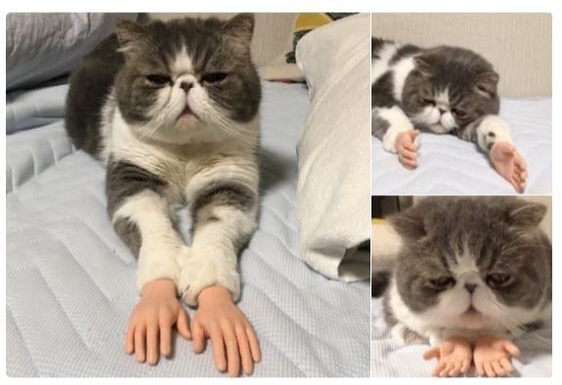 Human cat Blank Meme Template