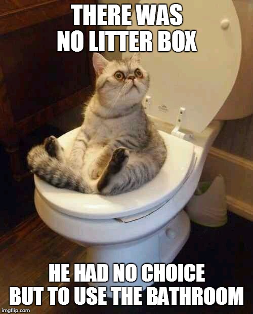 Toilet cat | THERE WAS NO LITTER BOX; HE HAD NO CHOICE BUT TO USE THE BATHROOM | image tagged in toilet cat | made w/ Imgflip meme maker