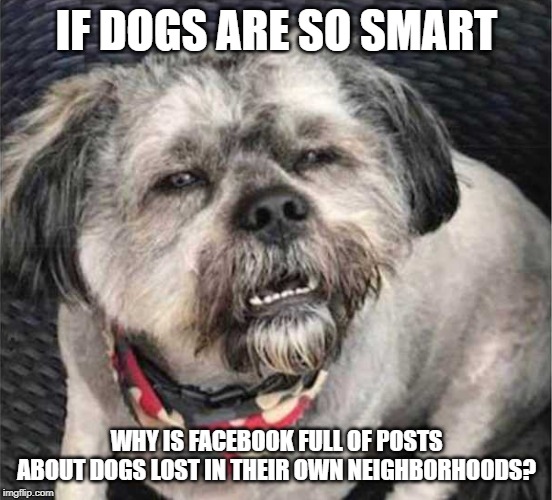 Still can't figure out doorknobs. |  IF DOGS ARE SO SMART; WHY IS FACEBOOK FULL OF POSTS ABOUT DOGS LOST IN THEIR OWN NEIGHBORHOODS? | image tagged in confused dog | made w/ Imgflip meme maker