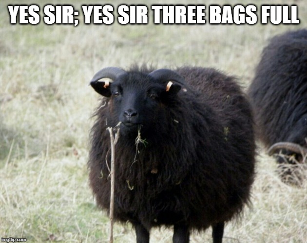 Black sheep | YES SIR; YES SIR THREE BAGS FULL | image tagged in black sheep | made w/ Imgflip meme maker