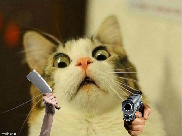 Scared Cat Meme | image tagged in memes,scared cat | made w/ Imgflip meme maker