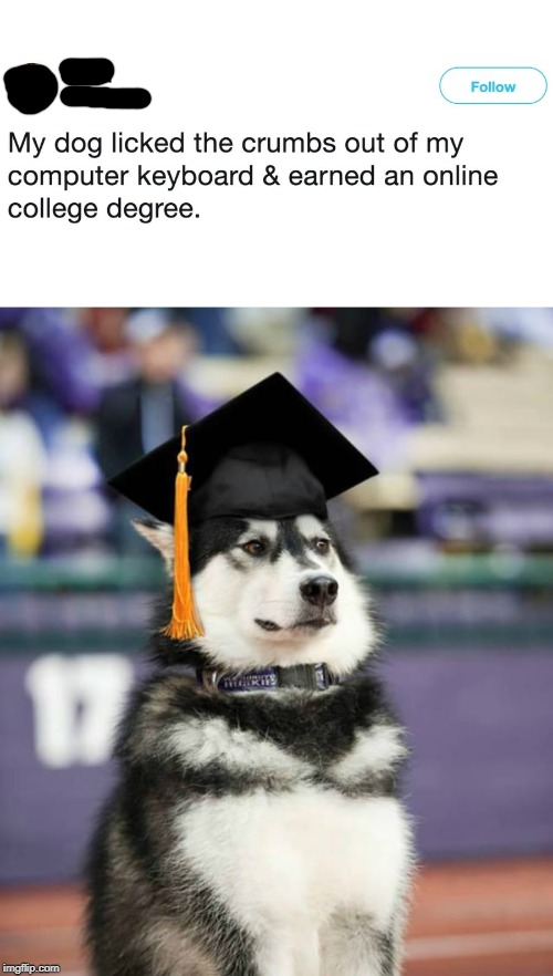 Task Failed Successfully | image tagged in dogs,graduation,degree,bread crumbs | made w/ Imgflip meme maker