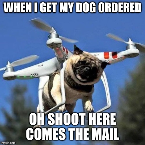 Flying Pug | WHEN I GET MY DOG ORDERED; OH SHOOT HERE COMES THE MAIL | image tagged in flying pug | made w/ Imgflip meme maker