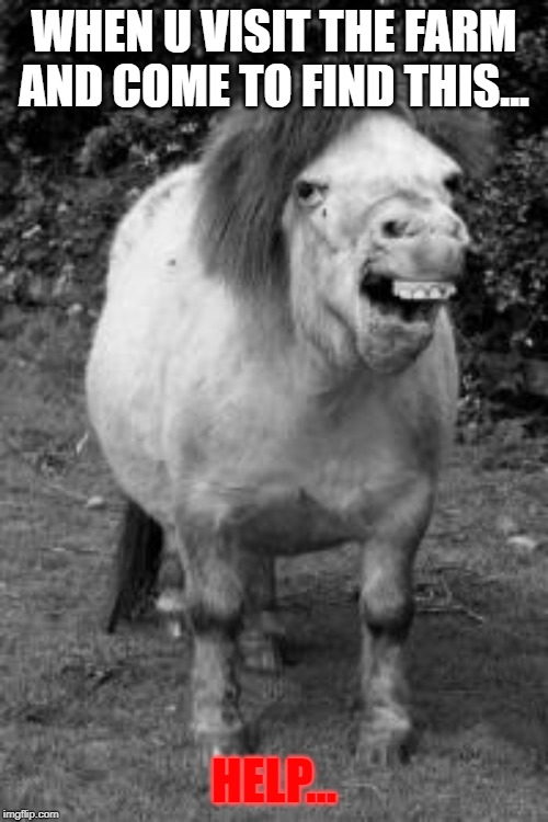 Ugly Horse | WHEN U VISIT THE FARM AND COME TO FIND THIS... HELP... | image tagged in ugly horse,rat | made w/ Imgflip meme maker