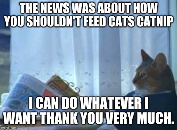 I Should Buy A Boat Cat | THE NEWS WAS ABOUT HOW YOU SHOULDN'T FEED CATS CATNIP; I CAN DO WHATEVER I WANT THANK YOU VERY MUCH. | image tagged in memes,i should buy a boat cat | made w/ Imgflip meme maker