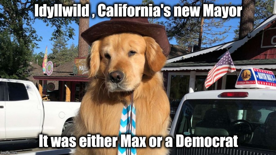Californians aren't crazy , not at all | Idyllwild , California's new Mayor; It was either Max or a Democrat | image tagged in california,bad joke dog,politicians suck,alright gentlemen we need a new idea,mayor max | made w/ Imgflip meme maker