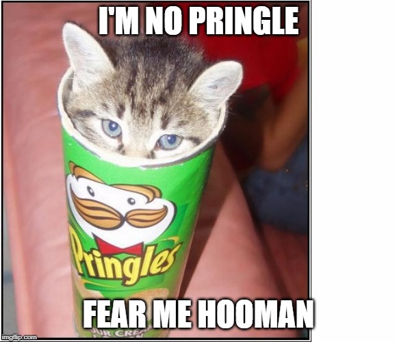 Cat pringles  | I'M NO PRINGLE FEAR ME HOOMAN | image tagged in cat pringles | made w/ Imgflip meme maker