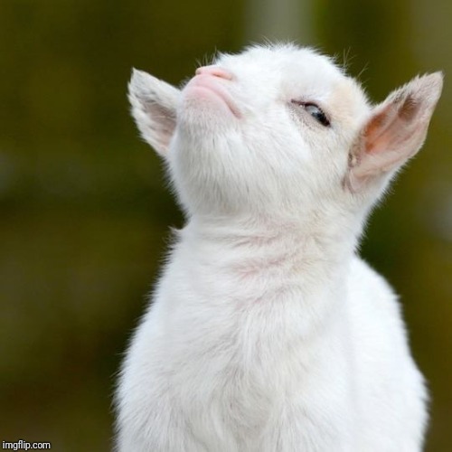 image tagged in suspicious lamb | made w/ Imgflip meme maker