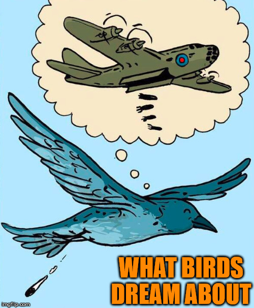 WHAT BIRDS DREAM ABOUT | made w/ Imgflip meme maker
