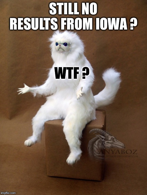 Persian Cat Room Guardian Single | STILL NO RESULTS FROM IOWA ? WTF ? | image tagged in memes,persian cat room guardian single | made w/ Imgflip meme maker