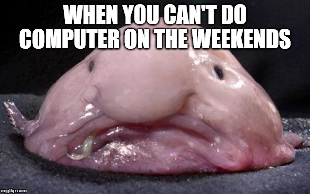 Blobfish | WHEN YOU CAN'T DO COMPUTER ON THE WEEKENDS | image tagged in blobfish | made w/ Imgflip meme maker