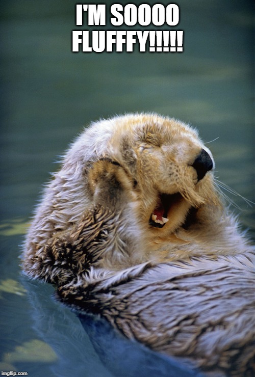 Satisfied sea otter | I'M SOOOO FLUFFFY!!!!! | image tagged in satisfied sea otter | made w/ Imgflip meme maker